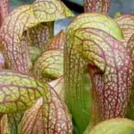 Sarracenia x Doodle Bug